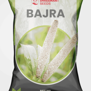 BAJRA SEED